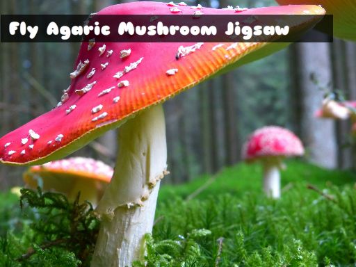 Imaginea Ciupercă agaric mușcă